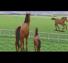 Image n° 1 - screenshots  : Derby Stallion III
